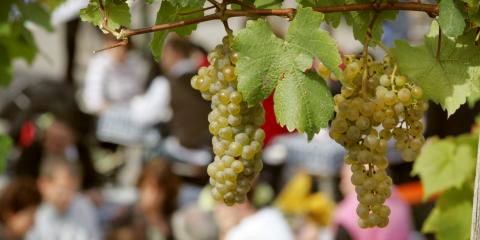 Titelbild für Zur Weinlese an die Italienische Adria