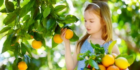 Titelbild für Orangenernte auf Sizilien