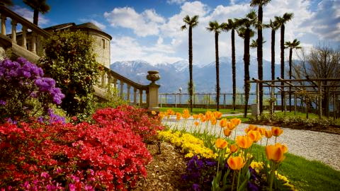 Titelbild für Zur Tulpenblüte an den Lago Maggiore
